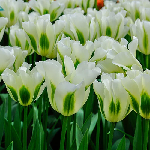 gardeningdirect2980272