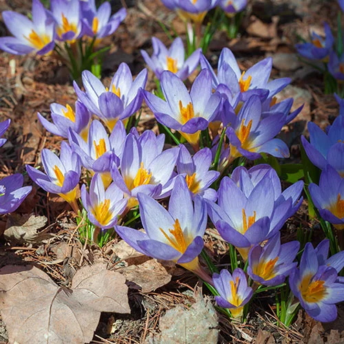 gardeningdirect2980288