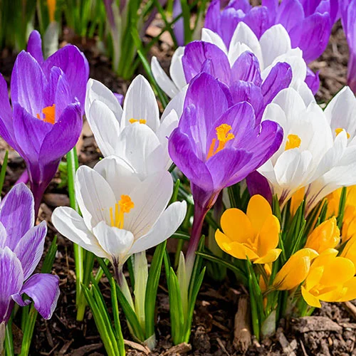 gardeningdirect2980302