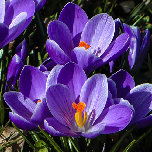 gardeningdirect2980322