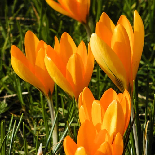 gardeningdirect2980334