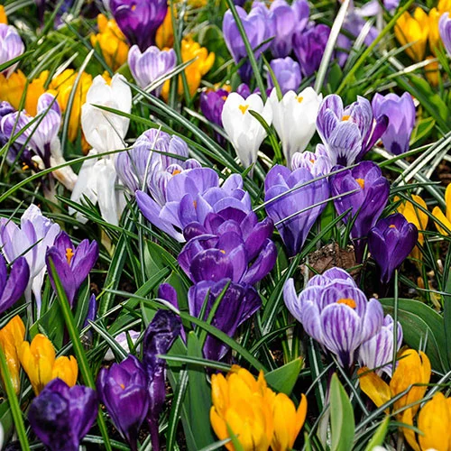 gardeningdirect2980353