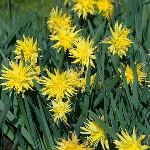 gardeningdirect2980373