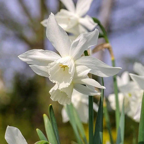 gardeningdirect2980392