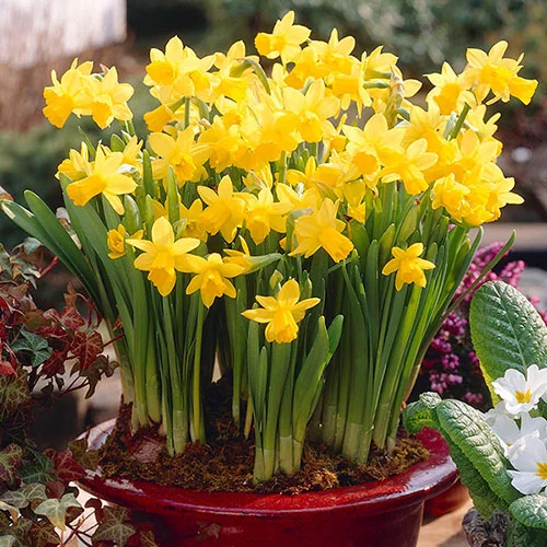 gardeningdirect2980410