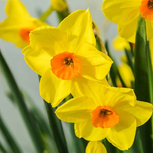gardeningdirect2980447