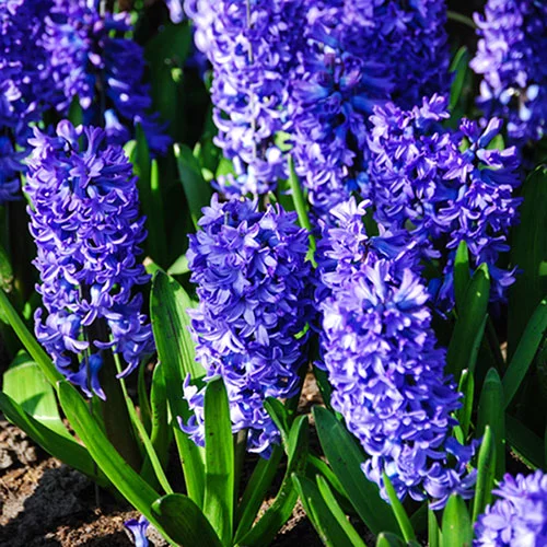 gardeningdirect2980468