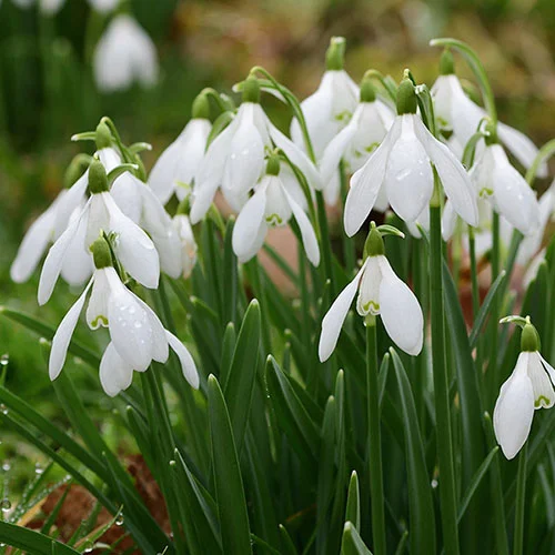 gardeningdirect2980504
