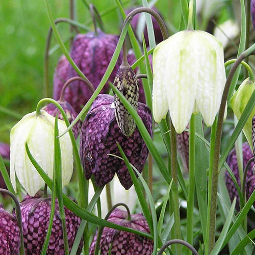 gardeningdirect2980528
