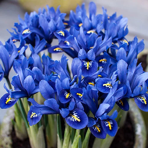 gardeningdirect2980572