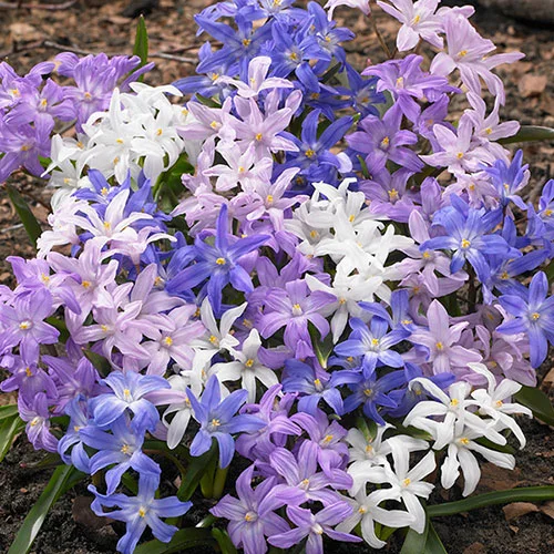gardeningdirect2980594