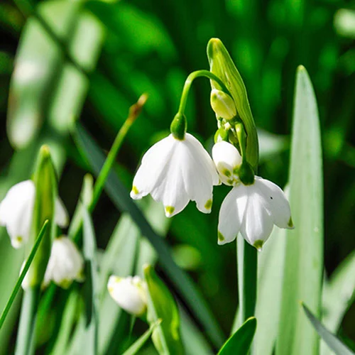 gardeningdirect2980612