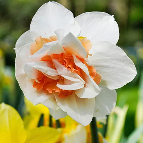 gardeningdirect2980625