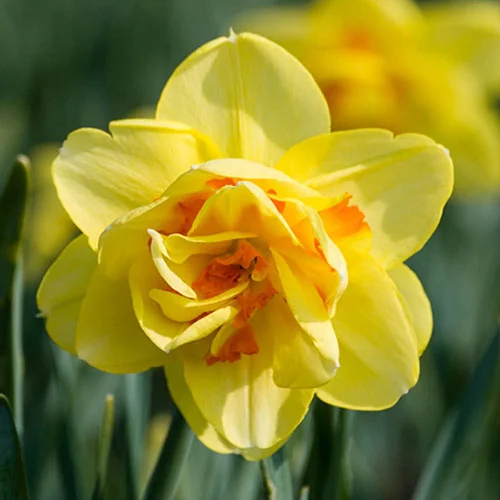 gardeningdirect2980642