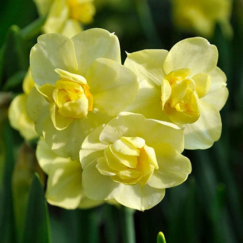 gardeningdirect2980658