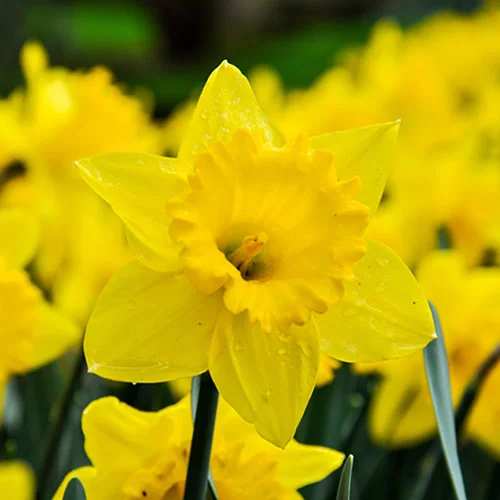 gardeningdirect2980675