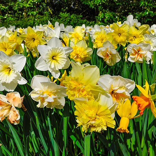gardeningdirect2980697