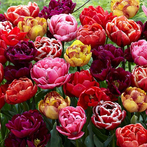 gardeningdirect2980717