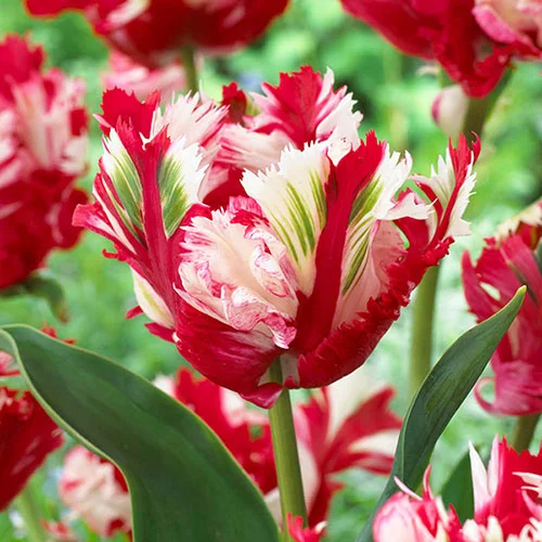 gardeningdirect2980737