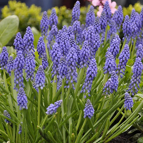 gardeningdirect2980755