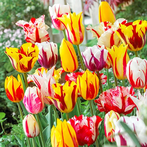 gardeningdirect2980773