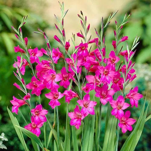 gardeningdirect2980795