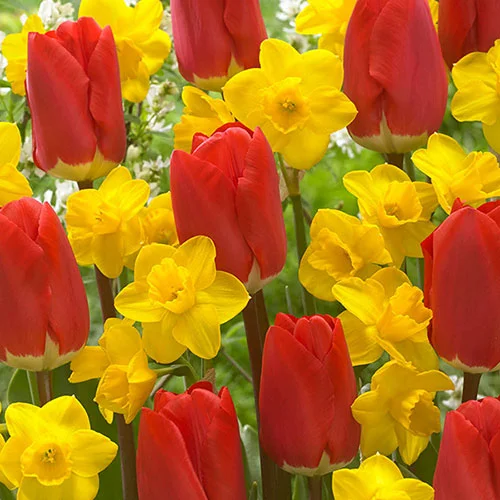 gardeningdirect2980808