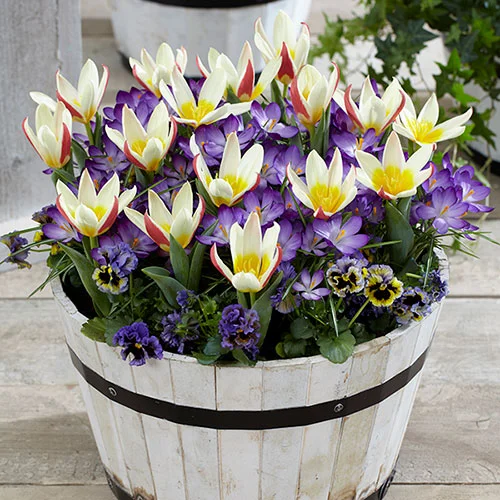 gardeningdirect2980830