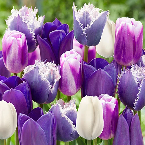 gardeningdirect2980846