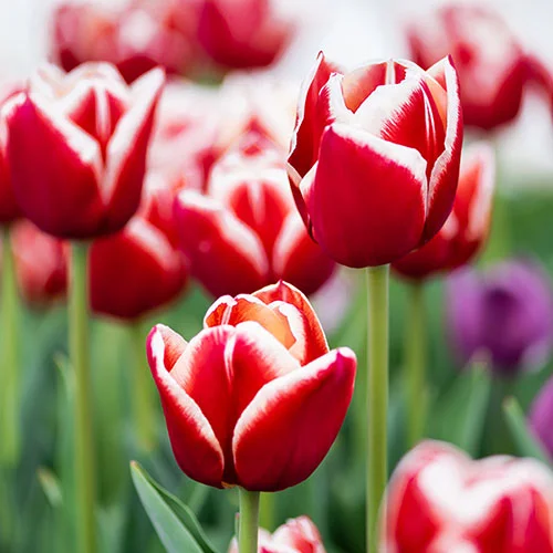 gardeningdirect2980864