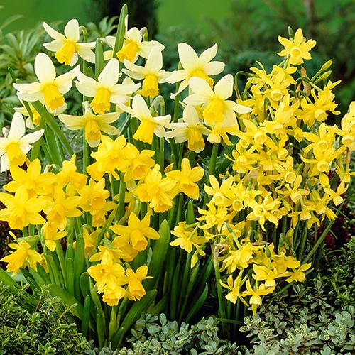 gardeningdirect2980883