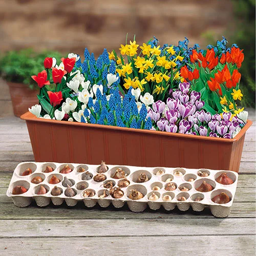 gardeningdirect2980903