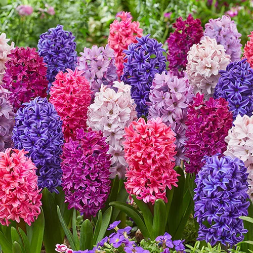 gardeningdirect2980947