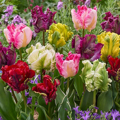gardeningdirect2980968