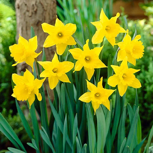 gardeningdirect2980990