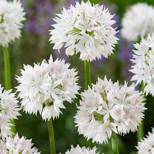 gardeningdirect2981004