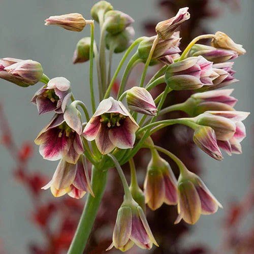 gardeningdirect2981019