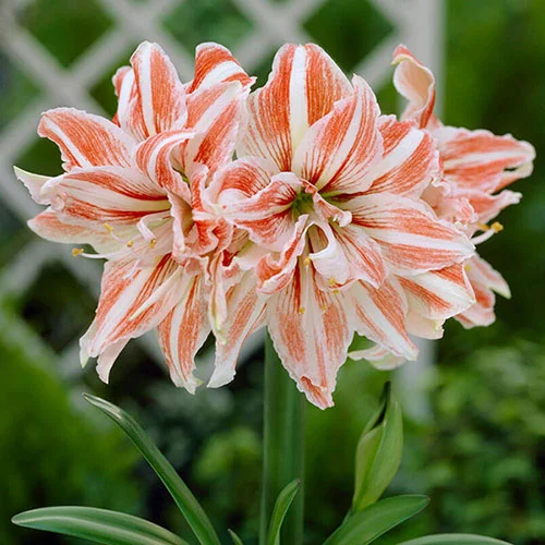 gardeningdirect2981033