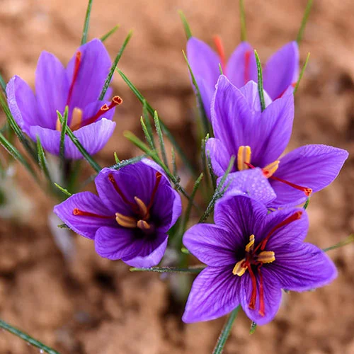 gardeningdirect2981063