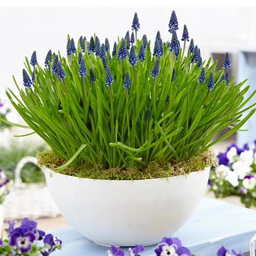 gardeningdirect2981084