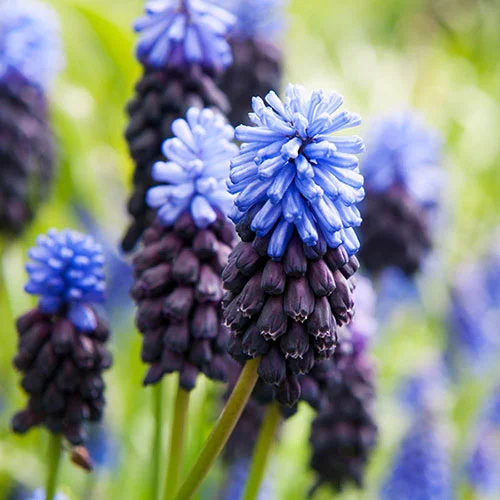 gardeningdirect2981102