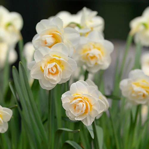 gardeningdirect2981114