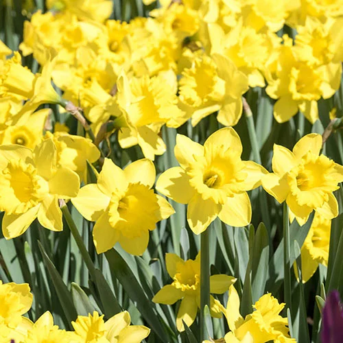 gardeningdirect2981132