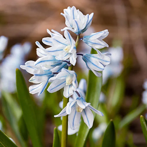 gardeningdirect2981149
