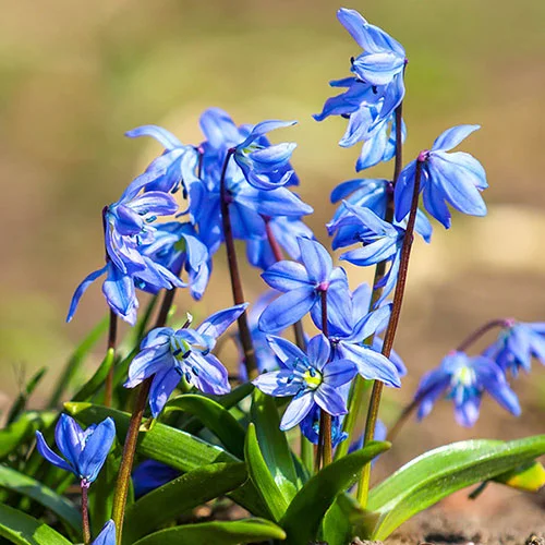 gardeningdirect2981190