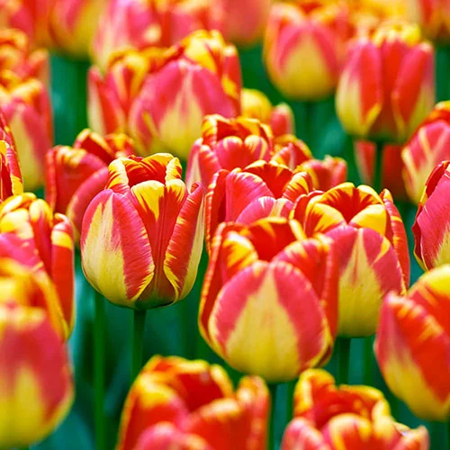 gardeningdirect2981213