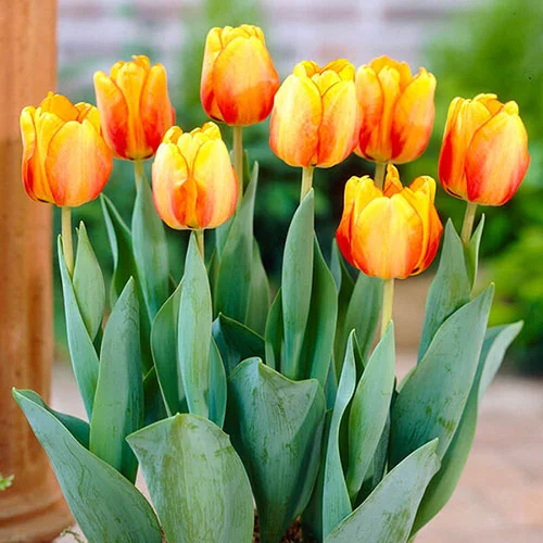 gardeningdirect2981235