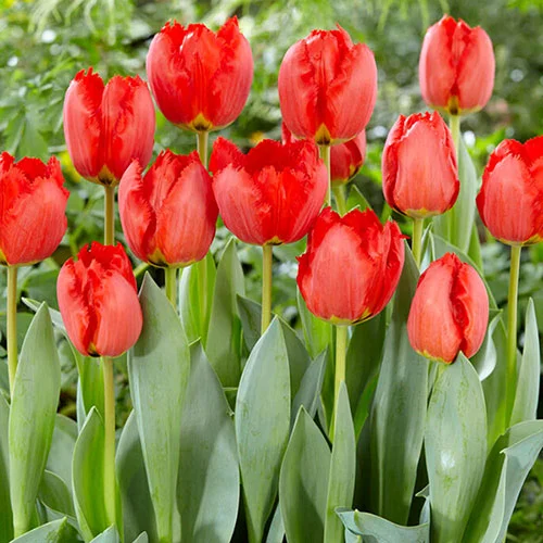 gardeningdirect2981254
