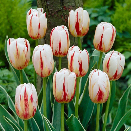 gardeningdirect2981274