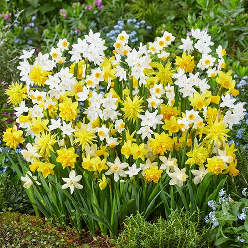 gardeningdirect2981313